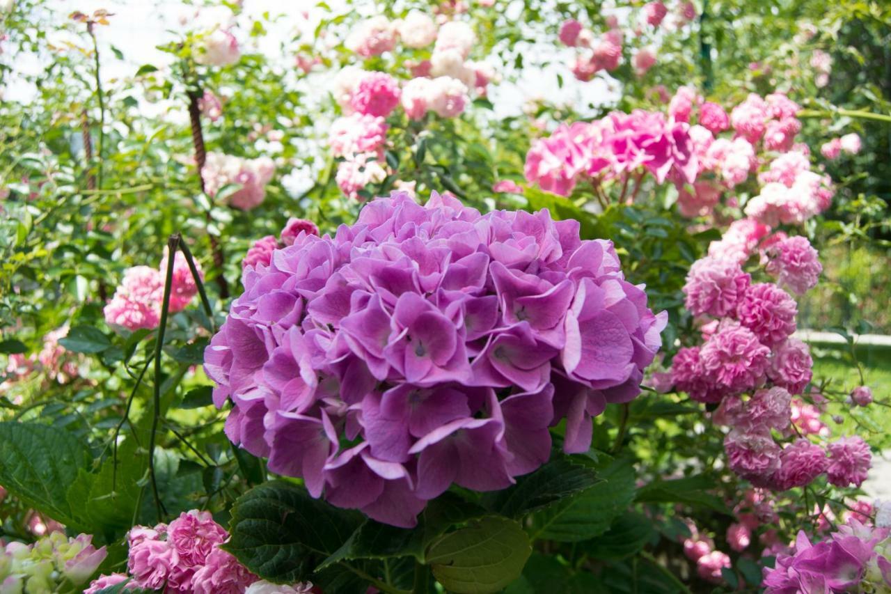 Giardino Delle Ortensie カンノビオ エクステリア 写真